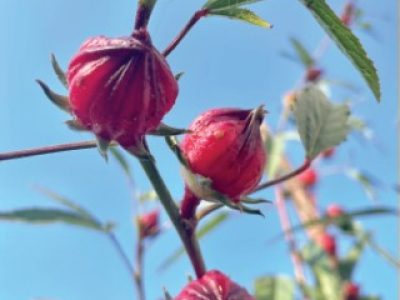 PG 32 a 33 - Foto 01 (Telefone)