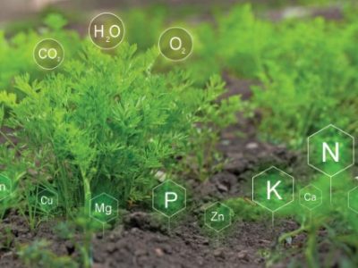 Fertilization and the role of nutrients in carrot plant life development. Soil with digital mineral nutrients icon.
