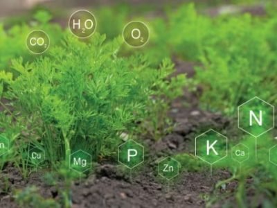 Fertilization and the role of nutrients in carrot plant life development. Soil with digital mineral nutrients icon.