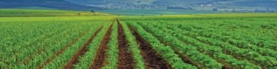 Young sprout lines corn on field with blue sky