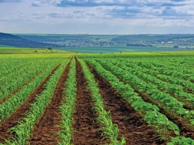 Young sprout lines corn on field with blue sky