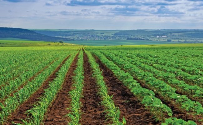 Young sprout lines corn on field with blue sky