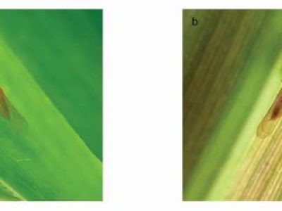 PG 33 - Foto 01 (Telefone)