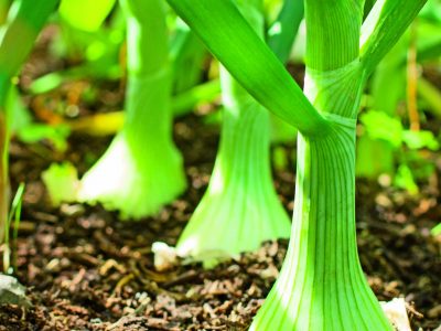 PG-34-a-35-Foto-01-1