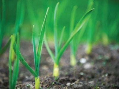 PG 34 a 35 - Foto 01 (Pequeno)