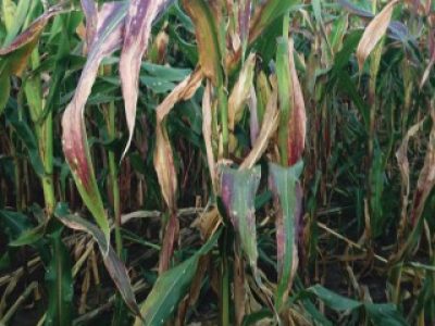 PG-34-a-35-Foto-02-Telefone