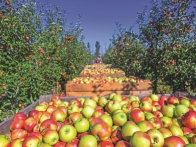 The harvest of fresh ripe red apples just collected from the trees are folded into large wooden pallet containers. A sunny autumn day in farmer's orchards. Production capacity of a orchards farm.