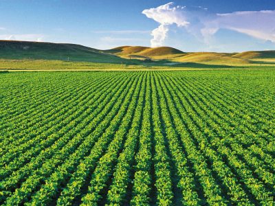 Manganês proporciona ganhos em produtividade na soja?