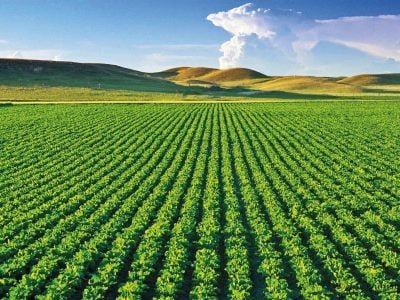 Manganês proporciona ganhos em produtividade na soja?