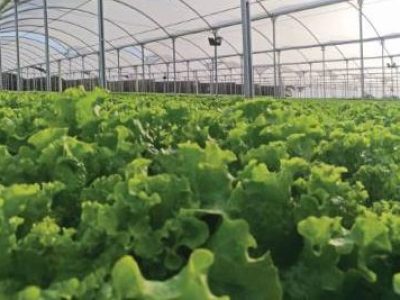 PG 35 - Foto 01 (Telefone)