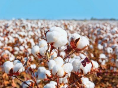 Cotton fields ready for harvesting amazing lake in the background