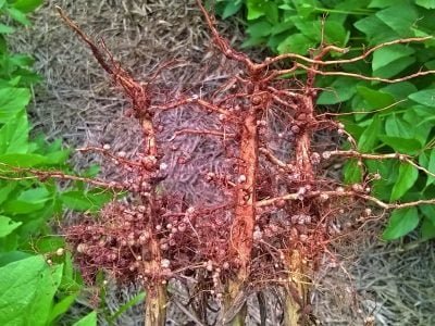 PG-36-a-37-Foto-01-1