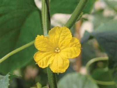 PG 36 a 37 - Foto 01 (Pequeno)