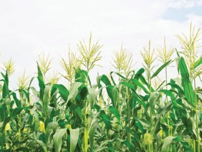 PG 36 a 37 - Foto 01 (Pequeno)