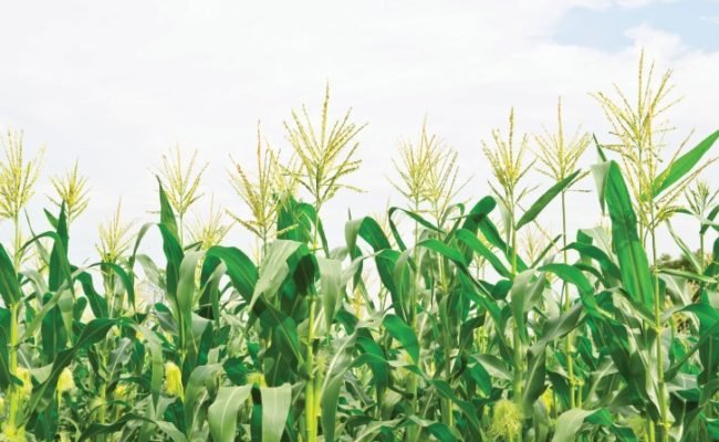 PG 36 a 37 - Foto 01 (Pequeno)