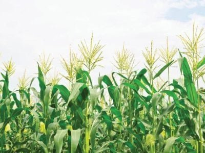 PG 36 a 37 - Foto 01 (Pequeno)