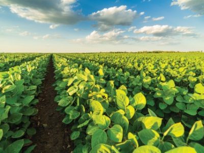 Green ripening soybean field, agricultural landscape