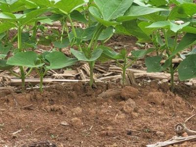 PG 36 a 38 - Foto 01 (Telefone)