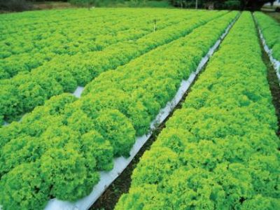 PG 36 a 39 - Foto 01 (Telefone)