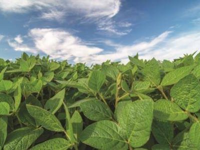 Close up of soy plants growing in a soy field during bright sunny day
