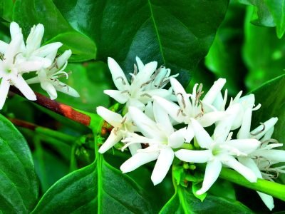 Flor de café - Crédito: shutterstock
