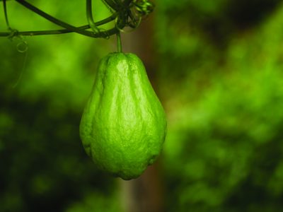 natural green chayote hanging from the tree