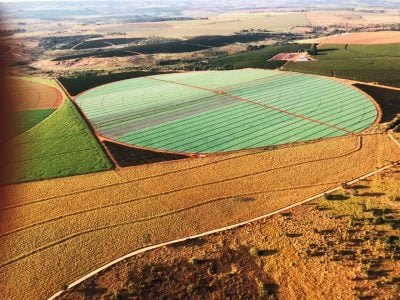 Brássicas como condicionadores de solo