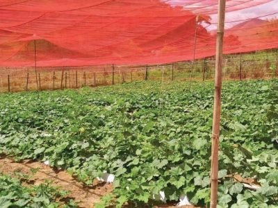 PG 40 a 41 - Foto 01 (Pequeno)