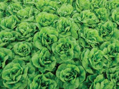 PG 40 a 42 - Foto 01 (Telefone)