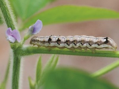 Helicoverpa armigera