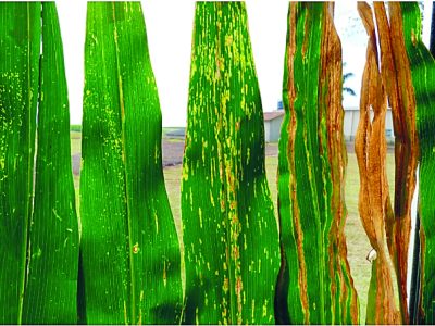 Qual a nova realidade das lavouras de milho?