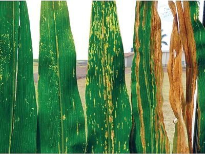 Qual a nova realidade das lavouras de milho?