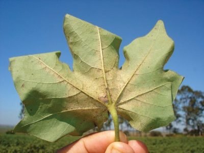 PG 42 a 43 - Foto 02 A -ácaro rajado (Pequeno)