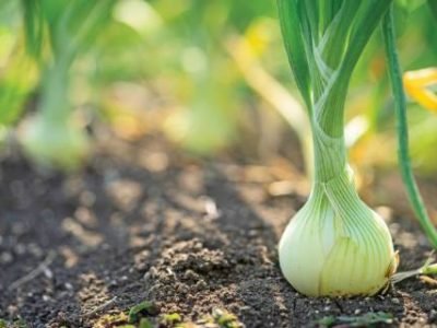 Plant spring onions that are growing in season. In the fertile areas of Thailand