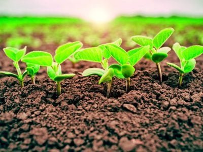 PG-44-Foto-01-Crédito-Shutterstock