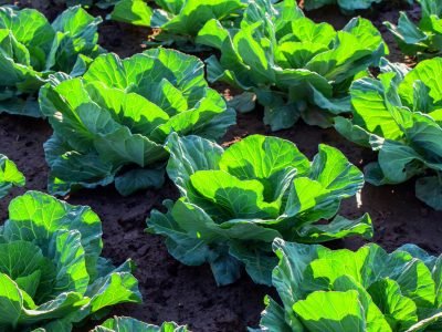 PG-44-a-45-Foto-01-1