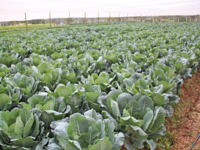 Bacillus thuringiensis tem eficiência no controle da falsa-medideira?