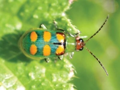 Biocontrole é alternativa contra vaquinha verde-amarela?