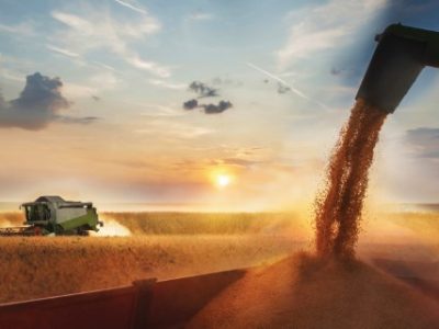 Pouring soy bean grain into tractor trailer after harvest at field