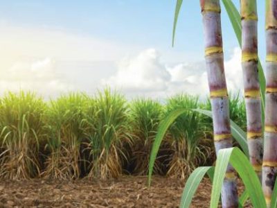 Sugar cane stalks with sugar cane plantation background.