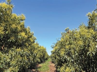 Fotos: Campo de Ouro