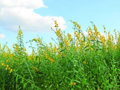 crowded  trees of Sunn hemp,Indian hemp,Crotalaria juncea,Brown hemp,Madras with blue sky.