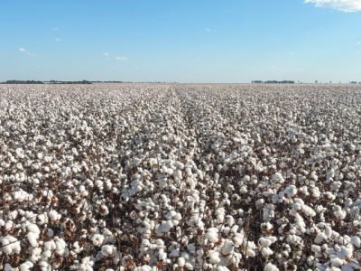 Fotos: Síntese Agro