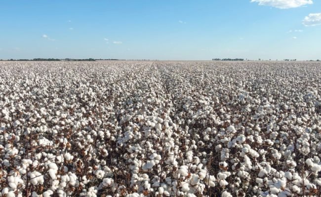Fotos: Síntese Agro