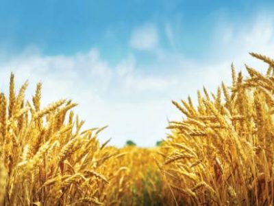 Golden wheat field under blue sky