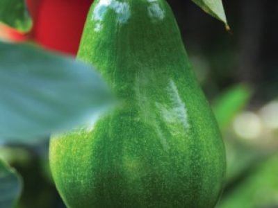 Ripe avocado on a tree
