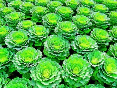 Biofertilizante com l-aminoácidos é uma forma de nutrir?