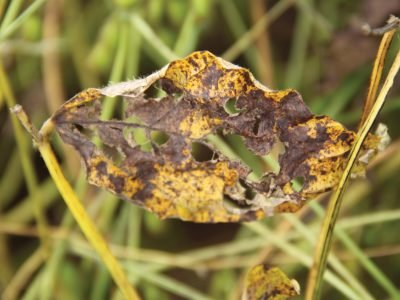 Ferrugem asiática: Diagnóstico e manejo equivocado são os vilões