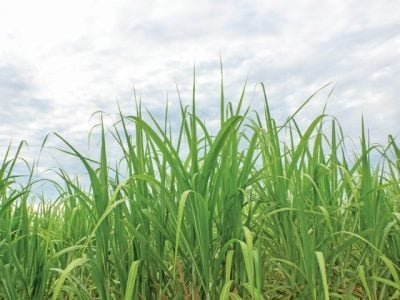 Sugarcane field at sunrise. Aerial view or top view of Sugarcane or agriculture in Thailand.