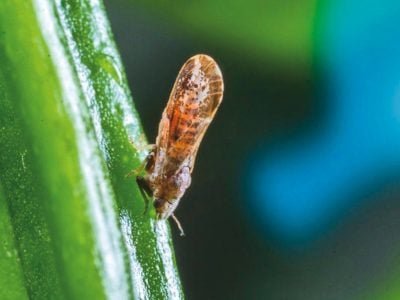 Como identificar o volume de calda ideal?